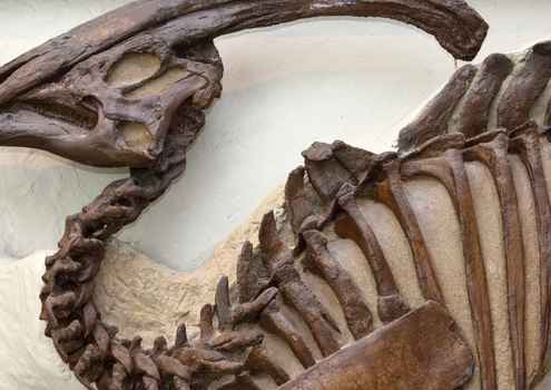 A Rare Human Disease Has Been Found in Dinosaur Bones, Could it Lead to
