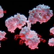 antibody-drug conjugate molecules