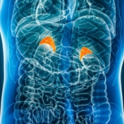 adrenal glands