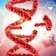 base nucleotide