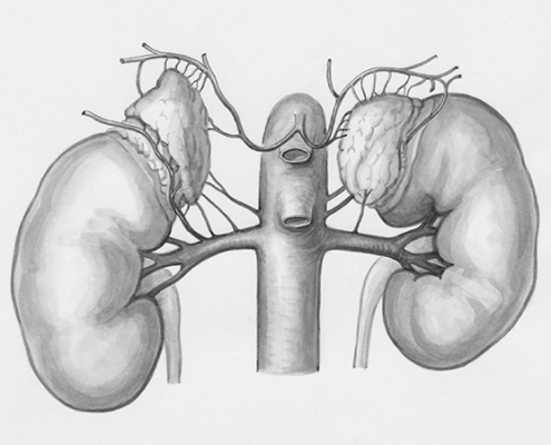 kidneys, adrenal glands