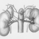 kidneys, adrenal glands